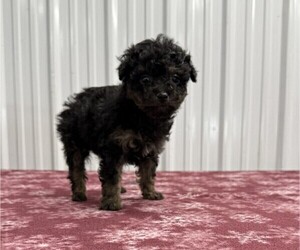 Poodle (Miniature) Puppy for sale in CURTISS, WI, USA
