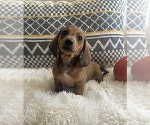 Dachshund Puppy for sale in MONROEVILLE, OH, USA
