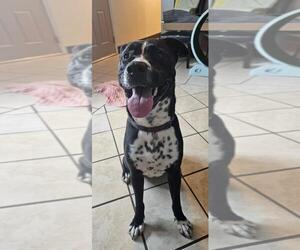 ZERO (BOYFRIEND <3) - Male Mutt Dog for Adoption - Photo #4