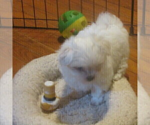 Maltese Puppy for sale in LEAVENWORTH, IN, USA