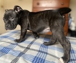 Puppy 1 American Bully