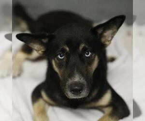 German Shepherd Dog Dogs for adoption in San Antonio, TX, USA