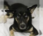 BLUE REYNA - Male German Shepherd Dog Dog for Adoption - Small photo