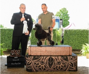 Father of the Poodle (Miniature) puppies born on 11/30/2025