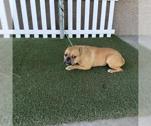 Medium American Bulldog