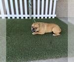 Small American Bulldog