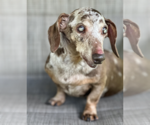Dachshund Dogs for adoption in Weston, FL, USA