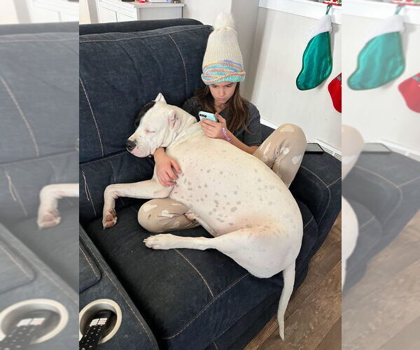 Medium Photo #6 Dogo Argentino Puppy For Sale in EAGLE MOUNTAIN, UT, USA