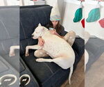 Small #5 Dogo Argentino