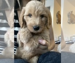Small Photo #14 Goldendoodle Puppy For Sale in CARMICHAEL, CA, USA