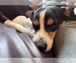 Small #2 Jack Russell Terrier Mix