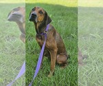 Small #4 Doberman Pinscher-Great Dane Mix