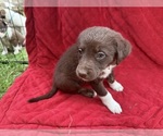 Small Photo #49 Borador Puppy For Sale in MARION, VA, USA