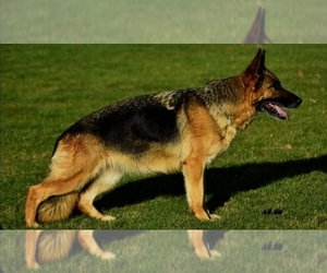 Mother of the German Shepherd Dog puppies born on 06/15/2023