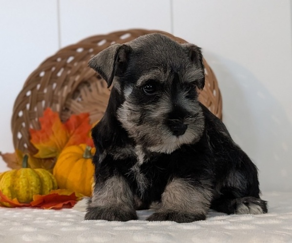 Medium Photo #8 Schnauzer (Miniature) Puppy For Sale in GOSHEN, IN, USA