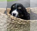 Small Photo #6 Bernedoodle Puppy For Sale in STEWARTSVILLE, NJ, USA