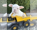 Small #2 French Bulldog