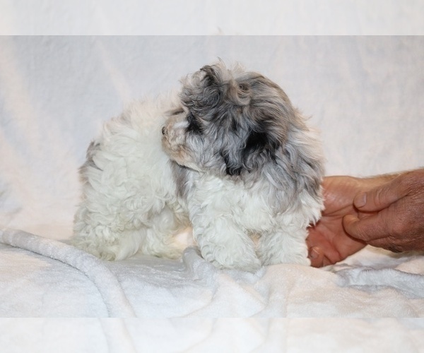 Medium Photo #14 ShihPoo Puppy For Sale in DYERSBURG, TN, USA