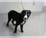 Small Border Collie Mix