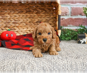 Cavapoo-Poodle (Toy) Mix Puppy for sale in SYRACUSE, IN, USA