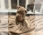 Small Photo #8 American Bully Puppy For Sale in Innisfil, Ontario, Canada