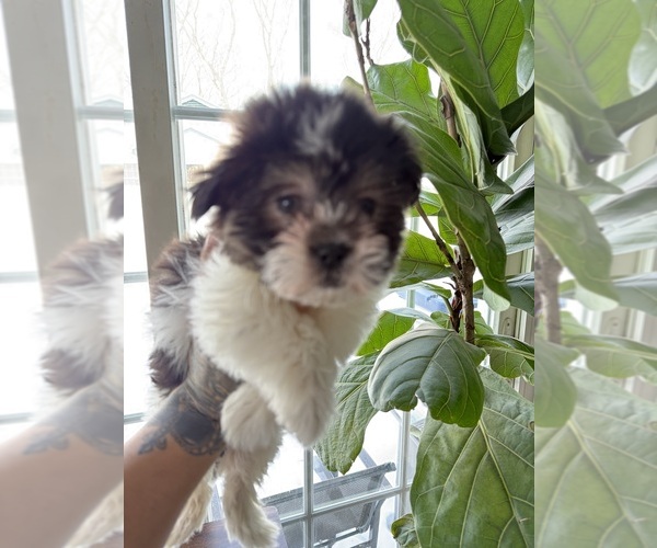 Medium Photo #2 Mal-Shi Puppy For Sale in JOHNSTON, RI, USA