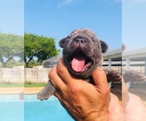 Medium Photo #10 French Bulldog Puppy For Sale in POMPANO BEACH, FL, USA