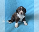 Small #2 Aussiedoodle