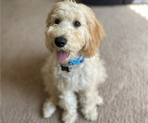 Goldendoodle Puppy for sale in TIMBERLAKE, NC, USA