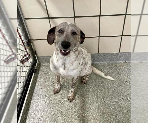 Medium Photo #2 Catahoula Leopard Dog-Unknown Mix Puppy For Sale in Pasadena, TX, USA