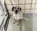 Small #1 Catahoula Leopard Dog Mix