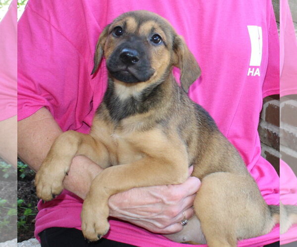 Medium Photo #4 Labrador Retriever-Unknown Mix Puppy For Sale in Prattville, AL, USA