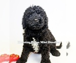 Puppy 1 Australian Labradoodle-Miniature Bernedoodle Mix