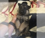 Puppy Light Green M German Shepherd Dog