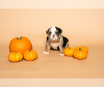 Litter of 6 - Male(s) and Female(s) BulldogLitter of Puppies for Sale - Small photo