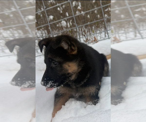 Medium Photo #7 German Shepherd Dog Puppy For Sale in MINNETONKA, MN, USA