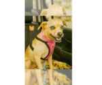 Small Labrador Retriever Mix