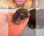 Small Photo #13 Schnauzer (Miniature) Puppy For Sale in LEHIGH ACRES, FL, USA