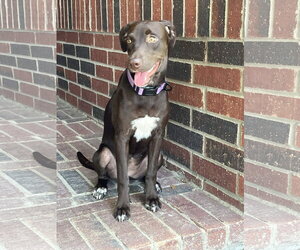 German Shorthaired Lab Dogs for adoption in Fort Worth, TX, USA