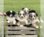Small #1 Australian Shepherd
