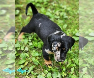 Catahoula Leopard Dog Puppy for sale in MORAN, MI, USA