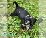 Image preview for Ad Listing. Nickname: Blaze