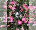 Small Photo #6 Chihuahua Puppy For Sale in SHERMAN, TX, USA