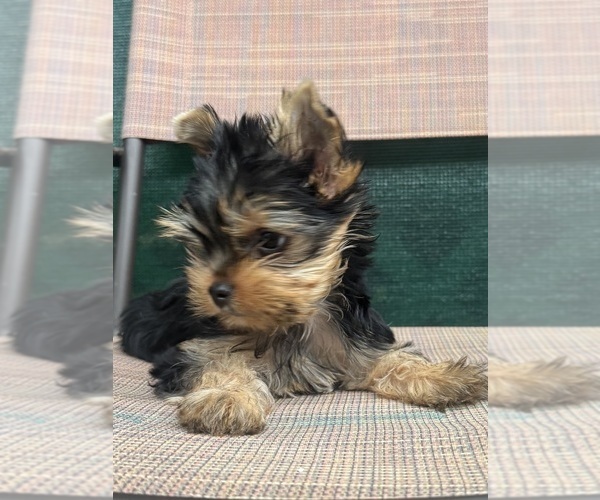 Medium Photo #2 Yorkshire Terrier Puppy For Sale in CORAL SPRINGS, FL, USA