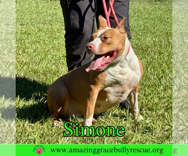 Medium Photo #4 American Staffordshire Terrier-Unknown Mix Puppy For Sale in Pensacola, FL, USA