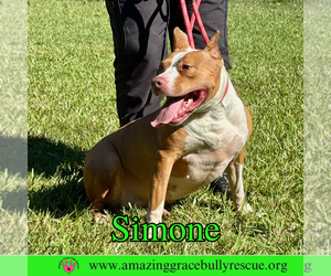 Simone - Female American Staffordshire Terrier-Unknown Mix Dog for Adoption - Photo #4