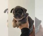 Small #3 French Bulldog