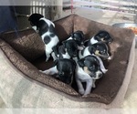 Small Photo #1 Jack Russell Terrier Puppy For Sale in PASO ROBLES, CA, USA