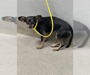 Chihuahua-Unknown Mix Dogs for adoption in Las Vegas, NV, USA