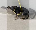Small Chihuahua Mix